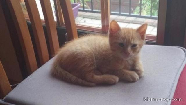 Magnifique Chatons A Donner A Vendre A Haguenau Loisirs Animaux