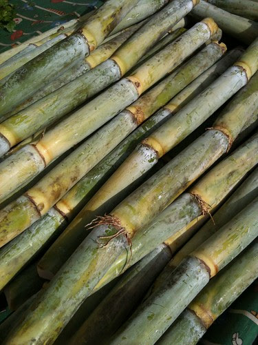 sugarcane