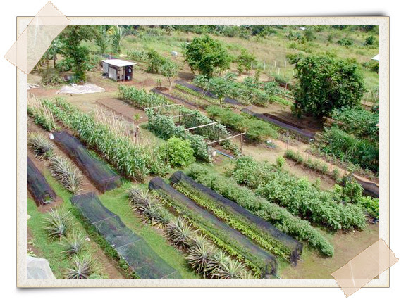 Permaculture | A Growing Culture