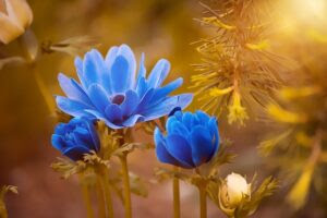 アネモネの花言葉 紫 赤 青などの色別の意味や由来は Flovia