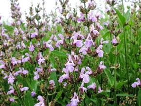 コモンセージ 自然と暮らす ハーブ