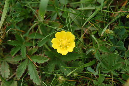 Creeping cinquefoil