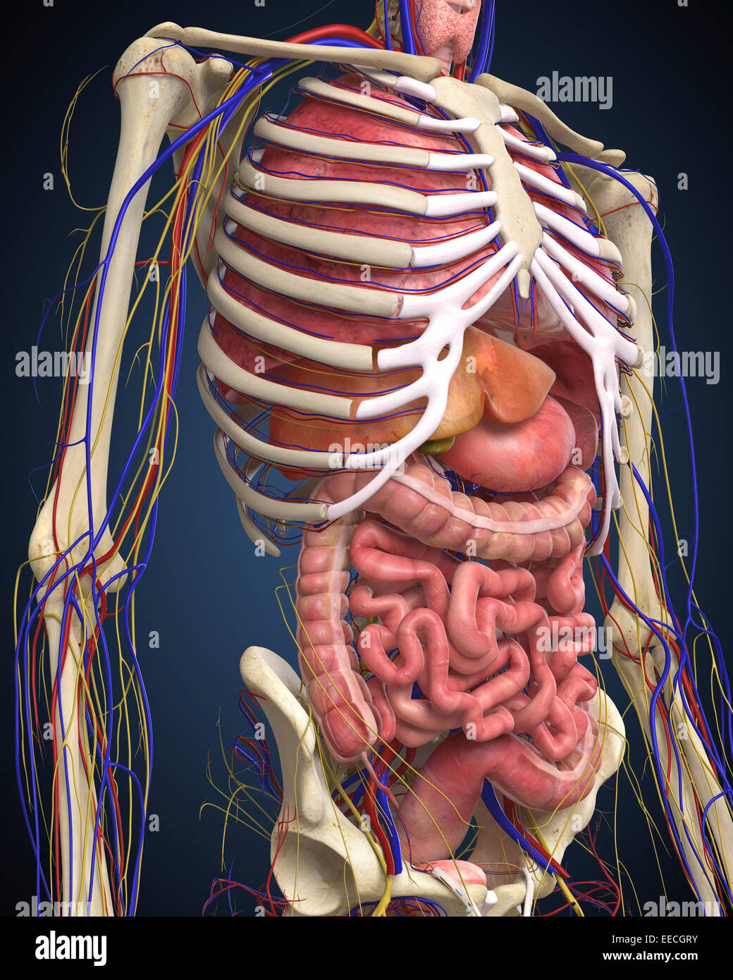 Human midsection with internal organs Stock Photo, Royalty ...