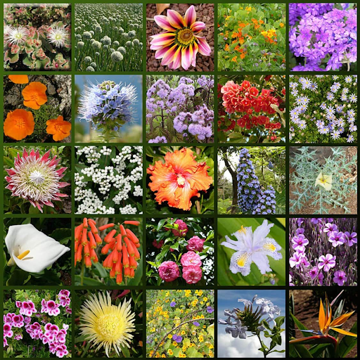 Kingdom Plantae Pictures