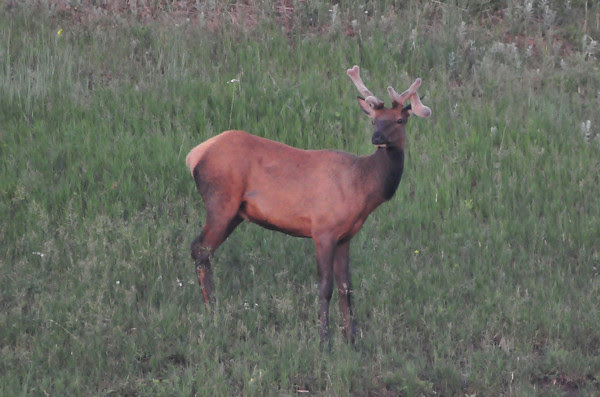 You Make My Antlers Curl!