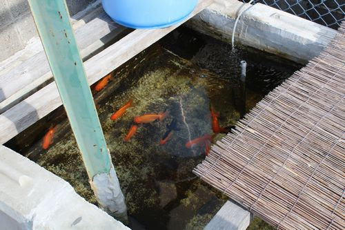 金魚の屋外飼育 娘と協同作業 小さな巨人と ささやかな出来事