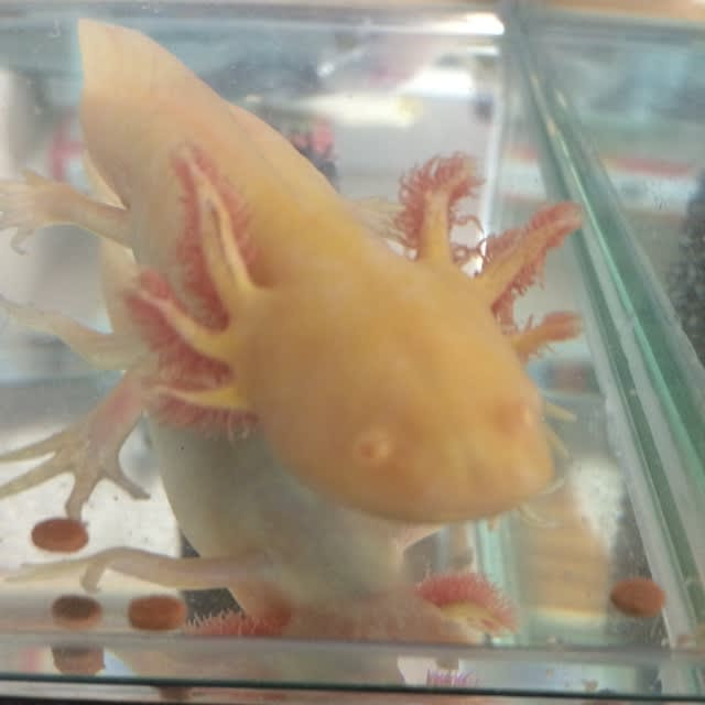 ウーパー死す 不登校が輝く日