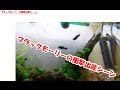 [最も共有された！ √] モーリー 熱帯魚 水温 305042-モーリー 熱帯魚 水温