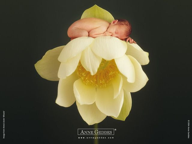 Anne Geddes and her baby pictures (111 pics)