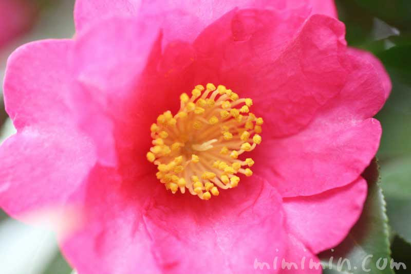 サザンカ 山茶花 花の写真 花言葉 誕生花 みみみんブログ