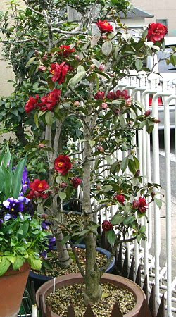 黒椿 クロツバキ