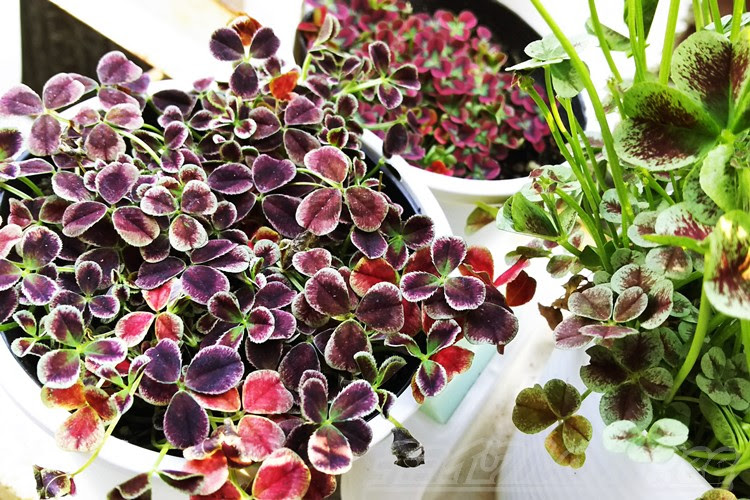 冬はおとなしくて可愛い姿だったクローバーが 暖かくなると厄介者に大変身 Oyageeの植物観察日記