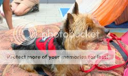 poza caine Terrier Australian dragalas