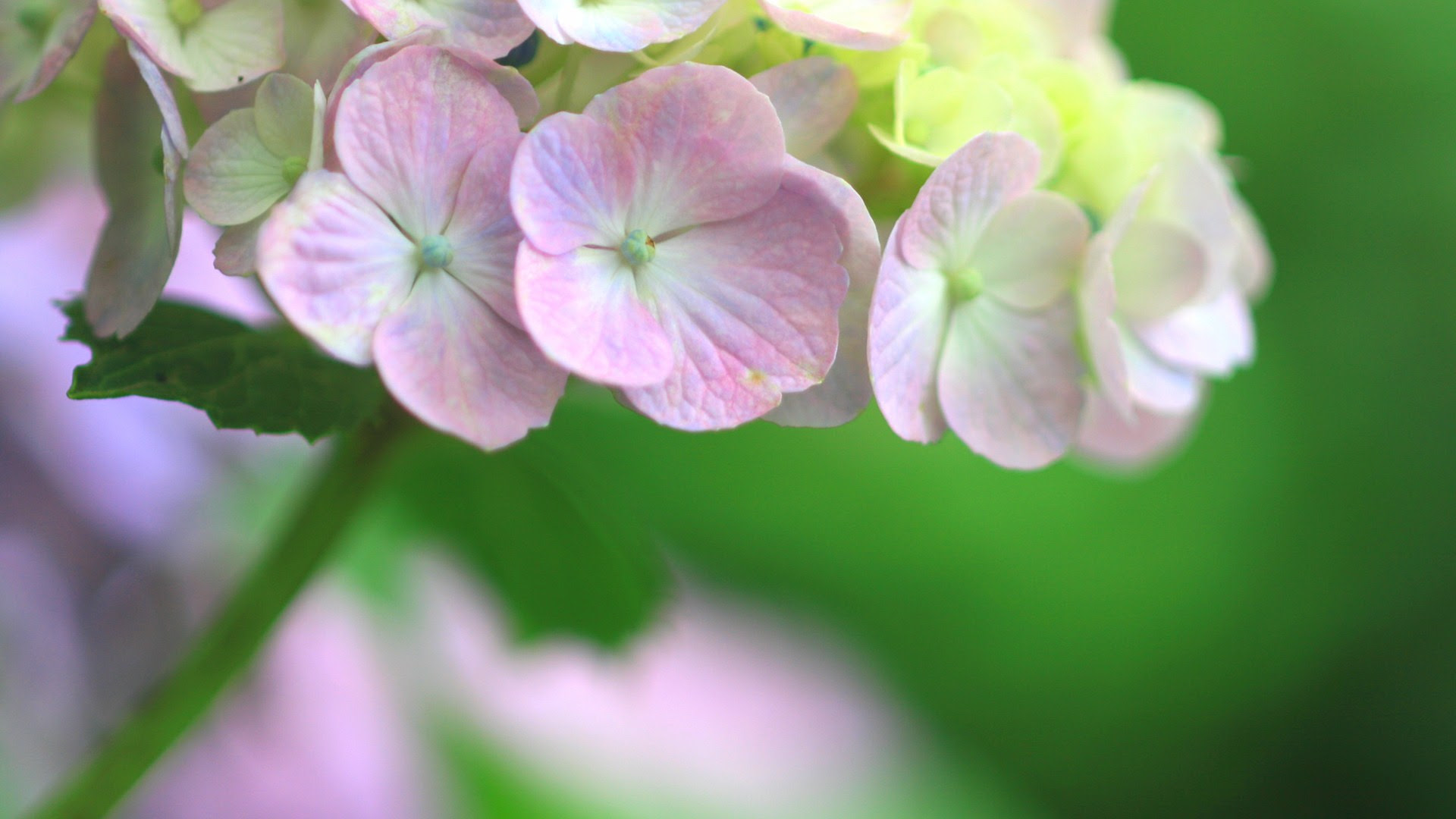 雨に濡れる紫陽花のワイド壁紙 19ｘ1080 カレンダー壁紙館 昴 無料ワイド