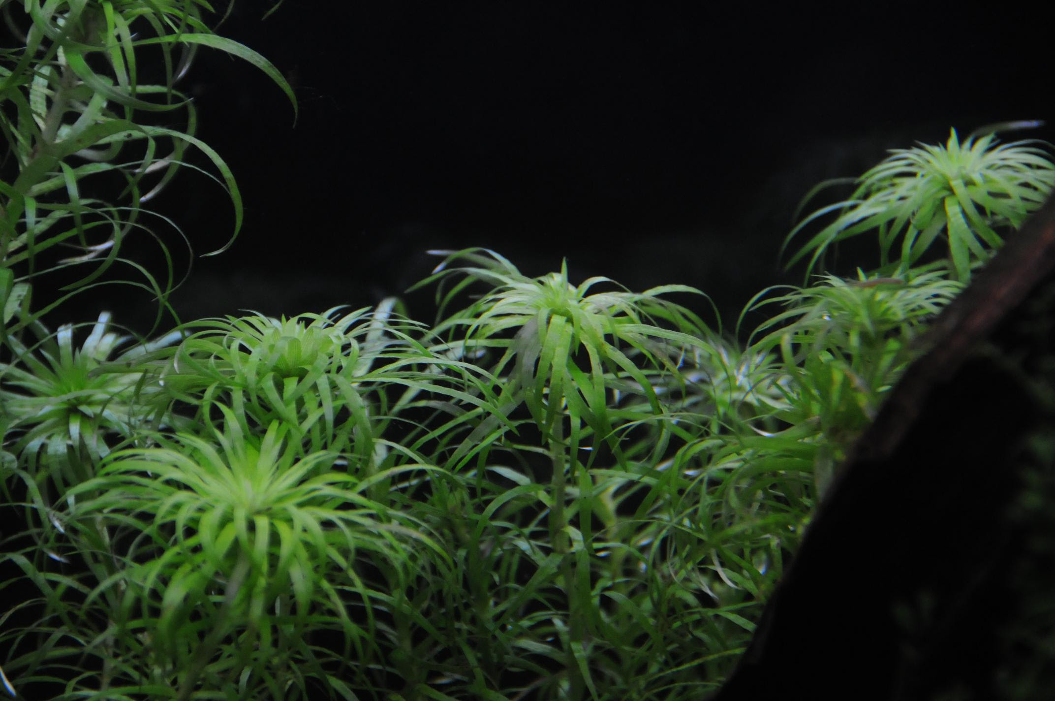 トニナ病気 が進行し 壊滅的に Aqua Life 癒しの水草空間