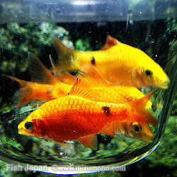 ゴールデン アルジイーター アカヒレの仲間 コイ ドジョウ系 熱帯魚図鑑 熱帯魚のことなら みずものコム