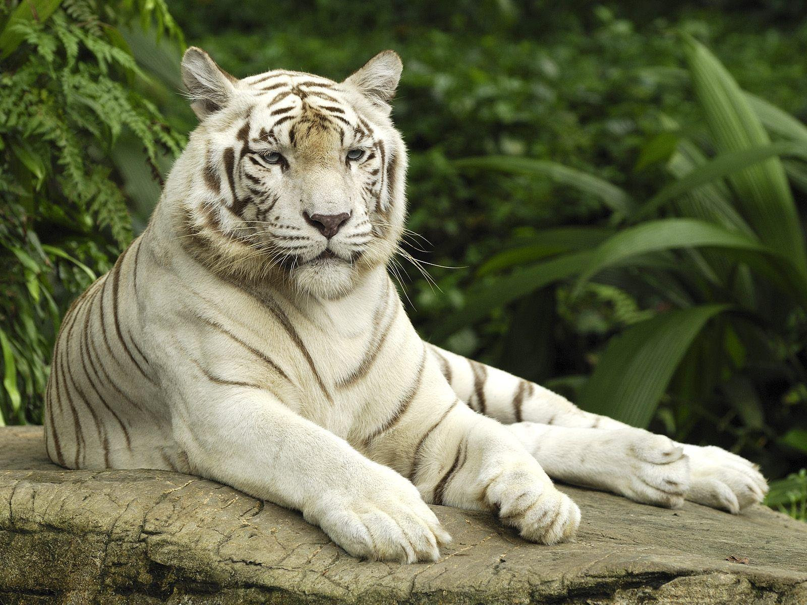 White Tiger Wallpapers HD Wallpaper Cave White Tiger Wallpapers HD Wallpaper Cave
