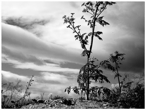 las afueras: plantas silvestres