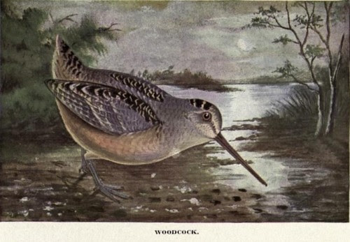 bird book public domain free image woodcock