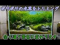 画像 緑藻類 水槽 300616