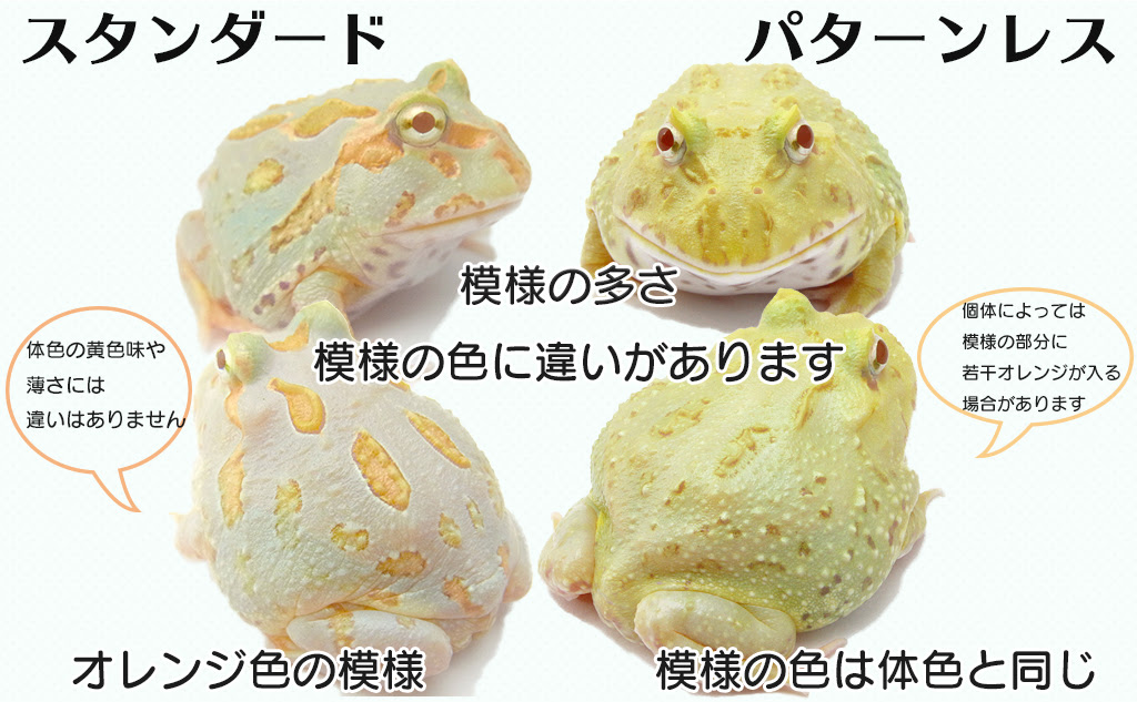 ライムグリーンアルビノツノガエル ツノガエルのブリーダーnuance 飼育 販売 Pacman Frog
