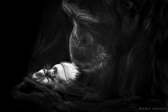 wolfademeit10-640x426