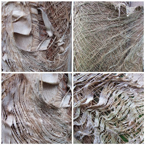palm texture