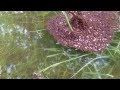 Amazing What the millions of ants do to save their queen is an incredible show. WOW.