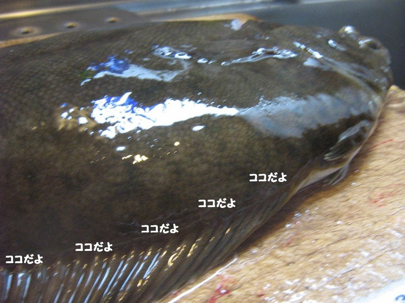 旨魚料理 マコガレイのエンガワ刺身 まるかつ水産 旬の旨い魚を自前調達