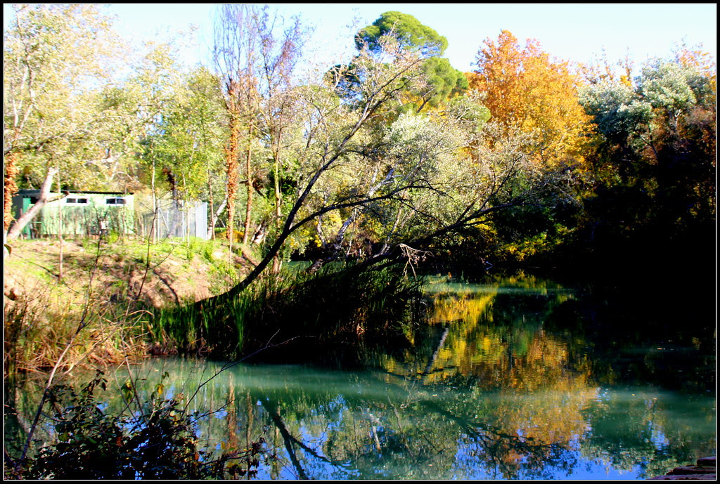 otoño en los Jardines del Príncipe de Aranjuez