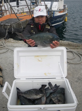 鹿児島県 宇治群島でグレ快釣 株 宇崎日新 Nissin 磯 船 渓流などの釣り竿の製造販売 アレス Ares エギング アジング ジギング ルアーロッドの製造 販売