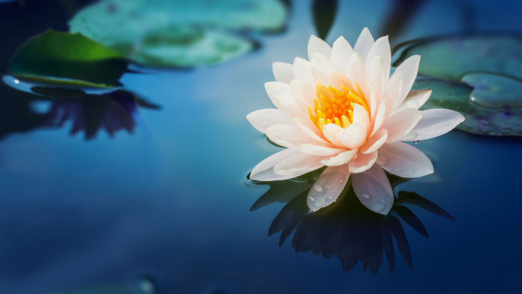 Flower Images HD free download for Whatsapp, Facebook ... - 1024 x 576 png 574kB