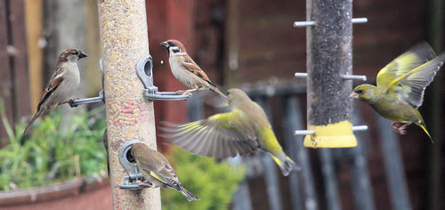 Greenfinches Arrive