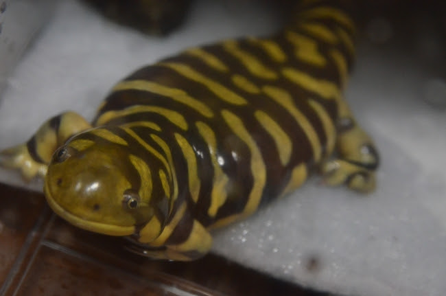 Funeral For My Reptiles Category オビタイガーサラマンダー