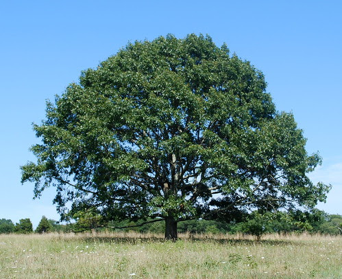 Watsons Farm tree
