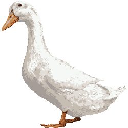 スマホ対応 アヒルのイラスト 条件付フリー素材集