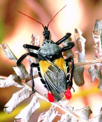 Costa Rica insect