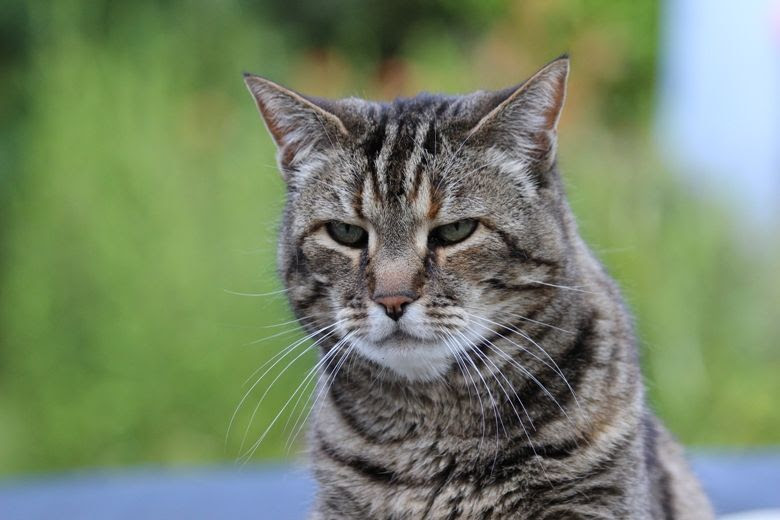 Chat pas content bruit