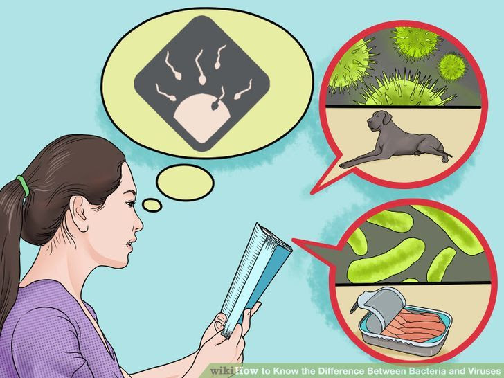 Know the Difference Between Bacteria and Viruses Step 2 Version 2.jpg