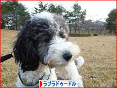 にほんブログ村 犬ブログ ラブラドゥードルへ