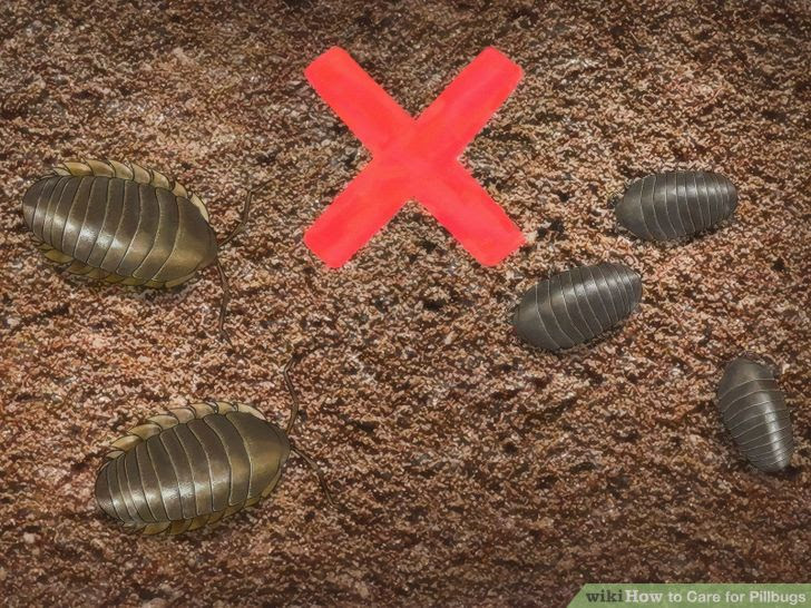 Care for Pillbugs Step 8.jpg