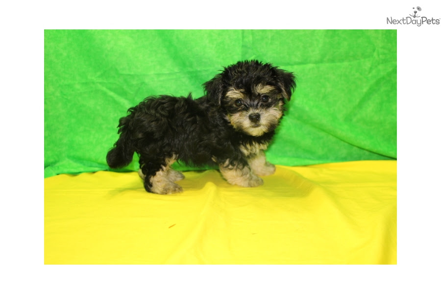 Sebastian: Havanese puppy for sale near Jacksonville ...