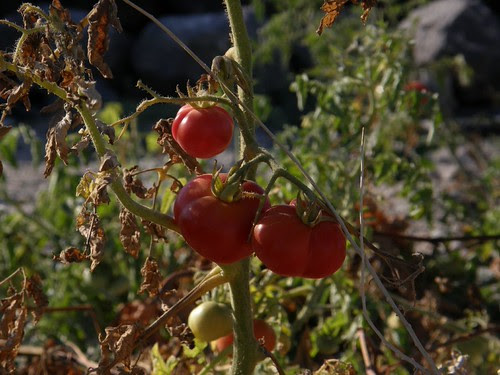 Santorini's Cherry Tomatoes