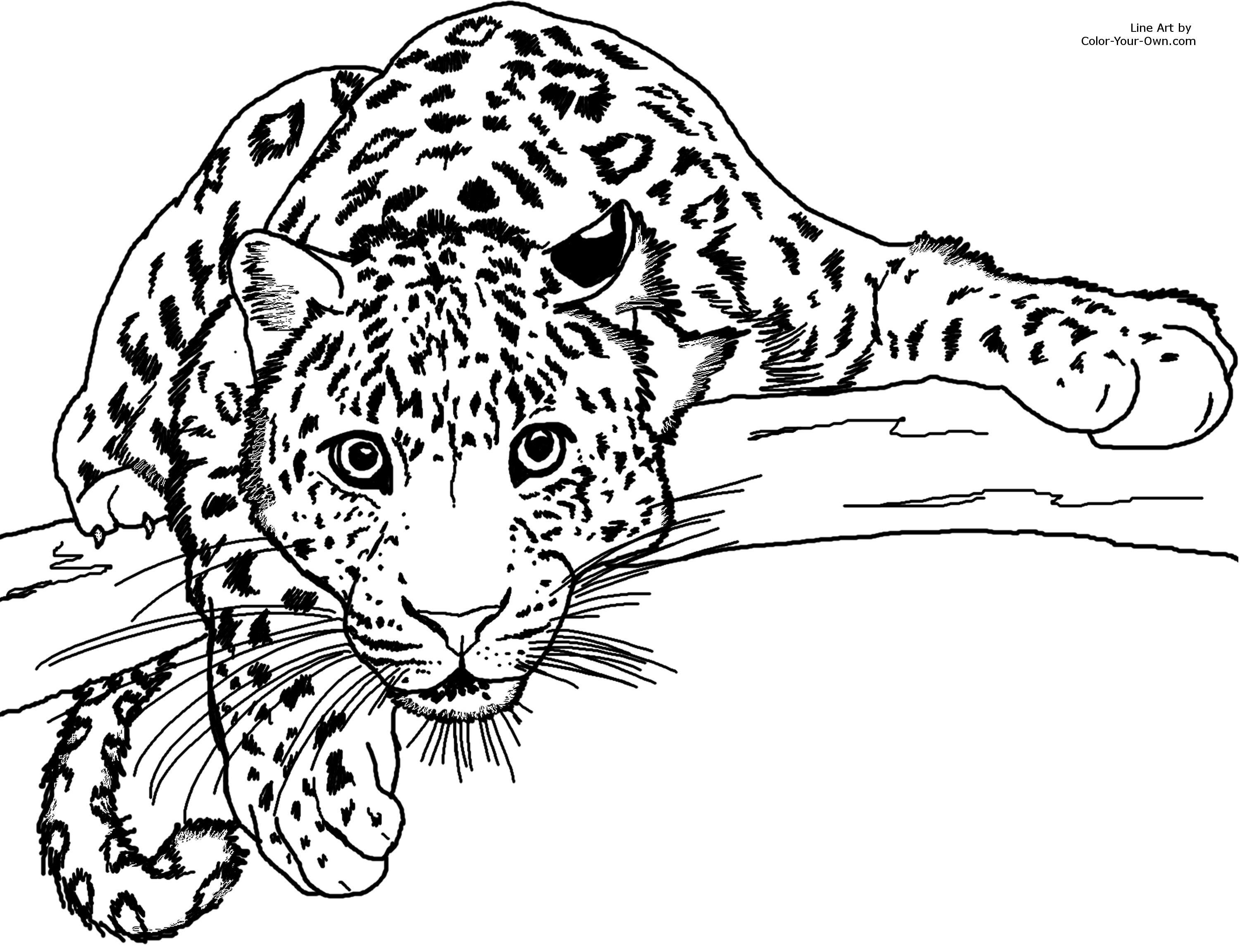 Leopard Cartoon Drawing