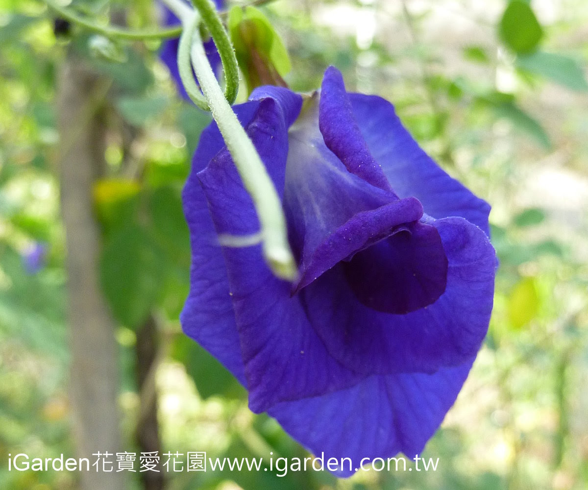 第669回花謎擂台 | iGarden花寶愛花園