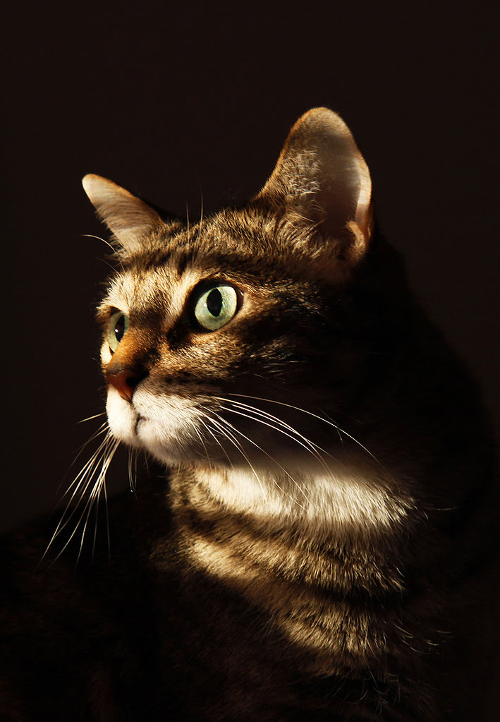 skitty sunlight