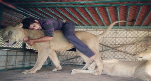 فيديو : أسد يتجول داخل نيسان أرمادا بشارع الشيخ زايد بدبى