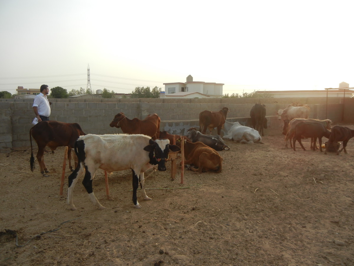 Online Qurbani arrangements for overseas Pakistanis