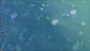 Jellyfish in the sea at Torness nuclear power station Pic: Paul Readman