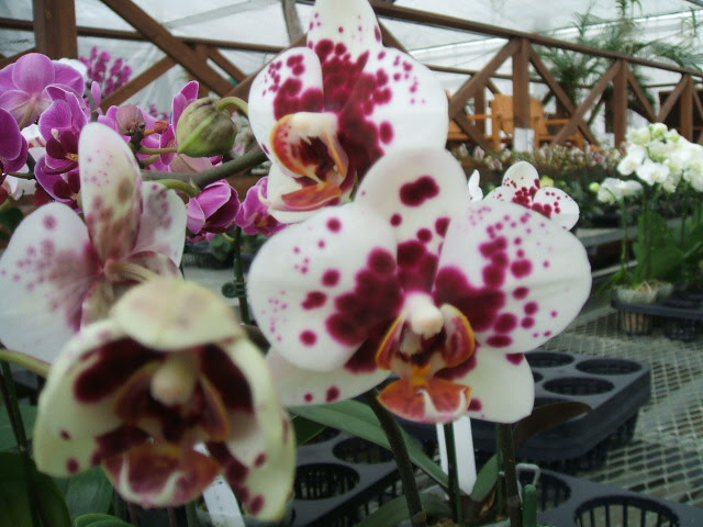 ミディ胡蝶蘭 赤平胡蝶蘭だより 北海道からお届けする胡蝶蘭ブログ